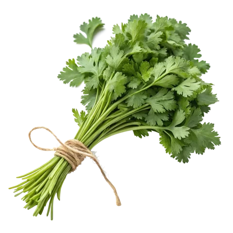 Coriander (Dhaniya) Bunch